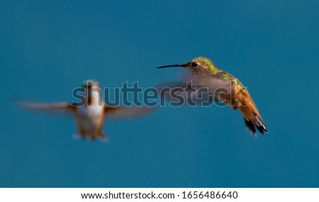 Hummingbirds contest. Photo was taken East of Vancouver Island - Glendale Cove - Canada. 