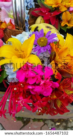 orchids flower colourful mixed flora red pink maroon white yellow green leaves park background bunch sunflowers beautiful weather bright sunny day blossom spring season