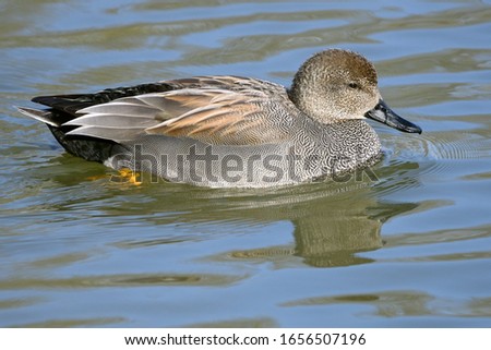 The Gadwall (Anas strepera) is a common and widespread duck of the family Anatidae. Male.