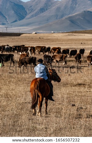 Yazida shepherd on horseback while checking the grazing of cows in the Caucasus mountains near the small village of Rya Taza in Armenia, Asia.
