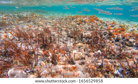 Landscape and texture photography of the Menorca seabed in a rocky cove, with seaweed and fish.