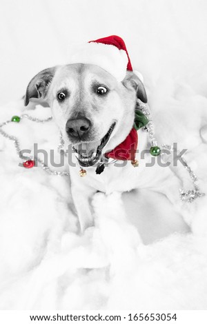 Christmas dog, black and white with color