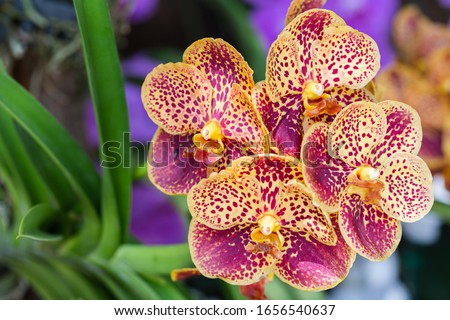 Orchid flower in orchid garden at winter or spring day for beauty and agriculture concept design. Vanda Orchidaceae. Royalty-Free Stock Photo #1656540637