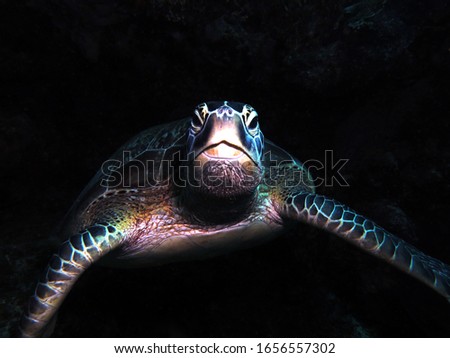 Green turtle close up of face black background Cebu Philippines