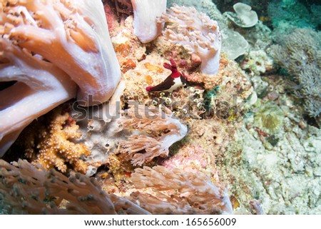Sea slug _ Nembrotha chamberlaini nudibranch