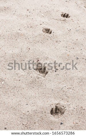dog footprints in the beach sand