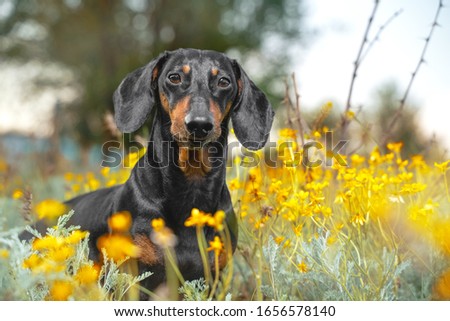 adorable portrait of amazing healthy and happy dachshund dogs, black and tan in the yellow flowers meadow