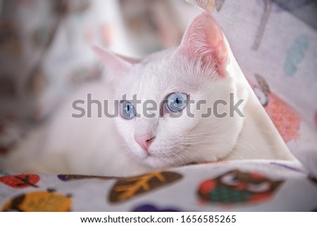 cute white cat blue eyes  mammal animal 