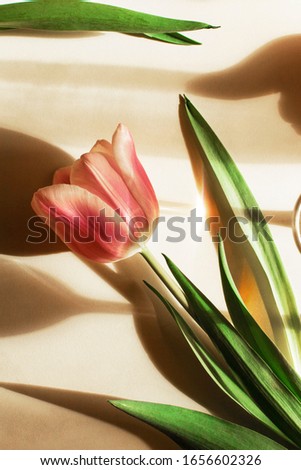 Sunny photo with beautiful pink tulip, harsh shadows from the glasses and highlights. Сelebration of International Women's Day concept, flat lay. Close up