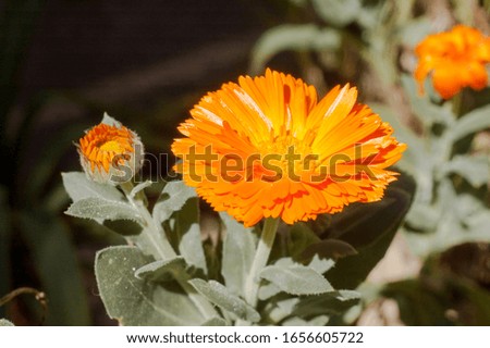 Close-up of orange flower of marigold medicinal plant (Calendula officinalis)