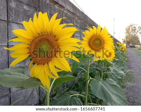 Sunflower in the field  Yellow flower