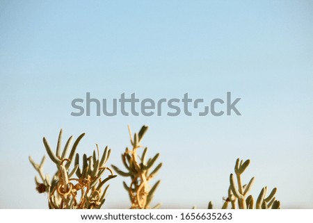 plants of cactus at the bottom and blue sky