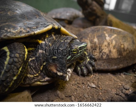 Yellow eyed turtle looking contemptuously