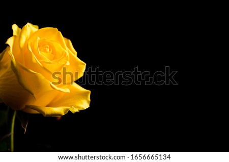 Beautiful yellow rose bud close up on black background. Abstract backdrop for seasonal cards, posters, blogs and web design. Romantic and love concept. Copy space