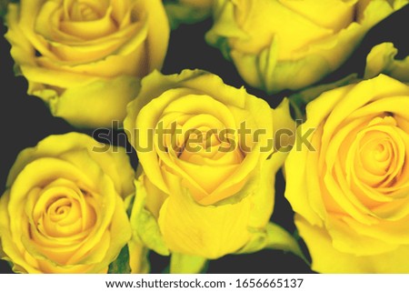 Bouquet of yellow roses close up on black background. Abstract backdrop for seasonal cards, posters, blogs and web design. Romantic and love concept. Copy space