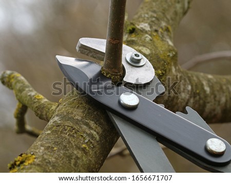 water shoot cutting of a fruit tree with a pruning shear, close up Royalty-Free Stock Photo #1656671707