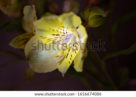 Alstroemeria close-up. The concept of spring, summer, women's day, holiday. Floral background image. 