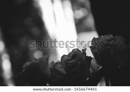 Rose bouquet blurry decoration background with bokeh. Retro mourning card. Funeral flowers concept. Black white photo.
