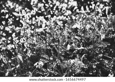Heather. Wet wild flowers after rain with faded autumn leaves background. Funeral flowers, mourning, grief, sorrow concepts. Black white photo.