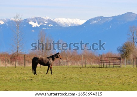 Wide, profile view of a horse standing in her pasture with a snow covered mountain range in the background. 