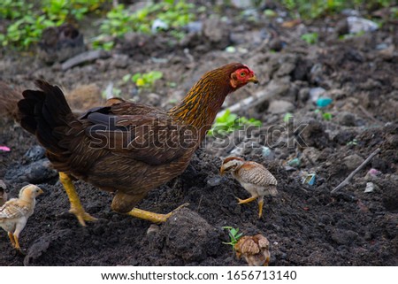 Beatiful picture of chicks feeding with hen in an agricultural field 