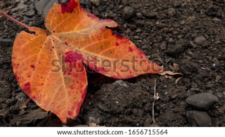 Beautiful photo of the yellow color leaf lying on the ground
