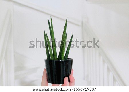 Minimal photo of hand holding potted succulent plant against wall indoors