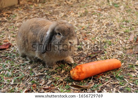 Cute brown Holland lop rabbit is eating carrot in the garden home at rural farm. Chiang Mai Thailand.
