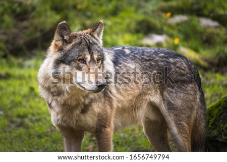 Portrait of a gray or european or eurasian wolf, canis lupus lupus, France. Royalty-Free Stock Photo #1656749794