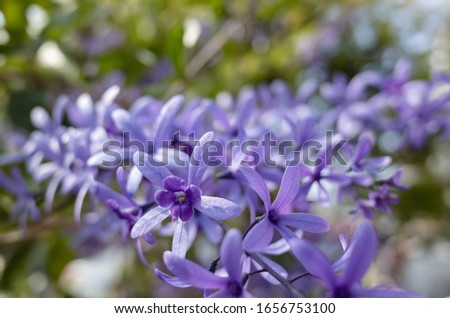 closeup image of petrea, sandpaper vine, purple wreath flowers