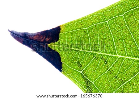 Close up  of  leaf on white background,from green to withered