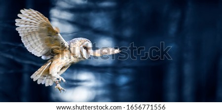 Beautiful flying barn owl bird in dark blue forest wide banner or panorma photo. Amazing owls natural habitat. 