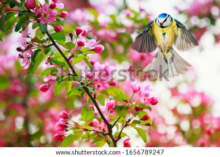 songbird tit flies at the branches of Apple trees with pink flowers in the may spring garden