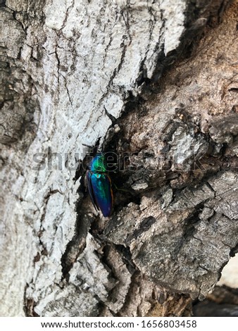 Jewel beetle,Metallic wood-boring beetle,beetle in the woods