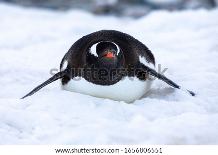 Closeup lying penguin looks cute and is resting in soft white snow