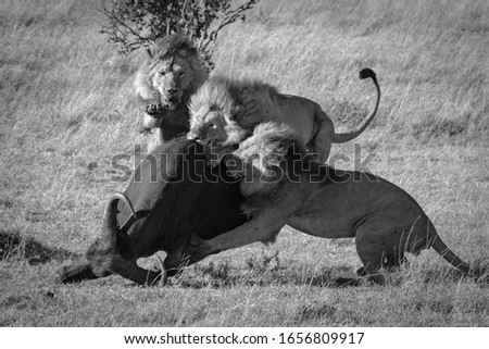 Mono three male lions take down buffalo