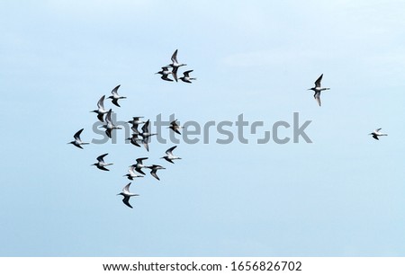 flock of birds flying in formation