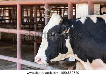 The cute cow (thai farm)
