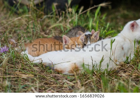 Photograph of some cats in the middle of nature breastfeeding next to a car on a farm in Menorca