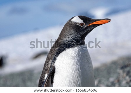 Detail close up of penguin with black head and orange beak