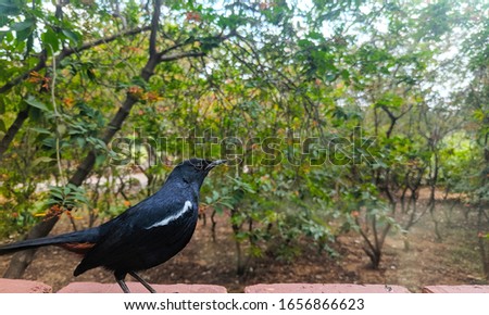 The Indian robin is a species of bird in the family Muscicapidae. It is widespread in the Indian subcontinent