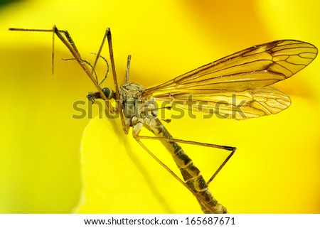 insects in macro
