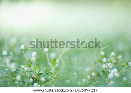 Close up of nature view mini white flower and grass on blurred green leaf background under sunlight with bokeh and copy space using as background natural plants landscape, ecology wallpaper concept.