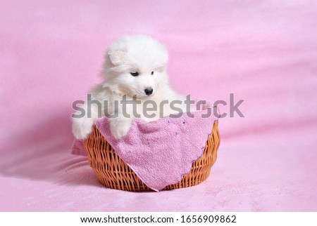  Little cute samoyed white dog puppy in the wicker basket on the light pink background. Animal babies picture card. Lovely adorable fluffy pets. Lush fur