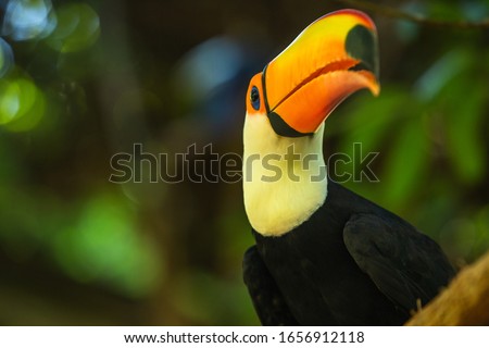 Toco toucan among the trees