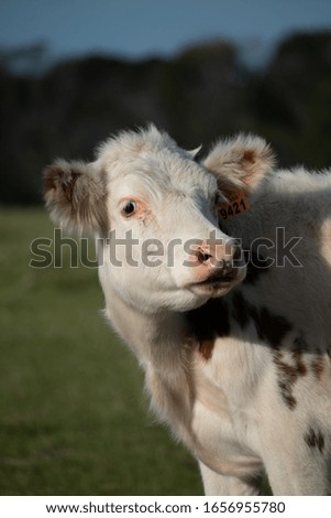Withe cow at a field