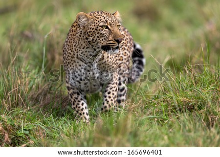 African Leopard (Panthera Pardus Pardus) female stalking in grass in Masai Mara, Kenya