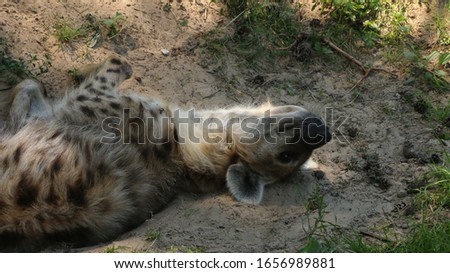 A hyena laying on his back