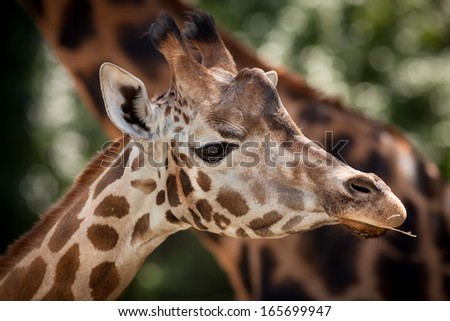 Portrait of a young giraffe on soft nature background