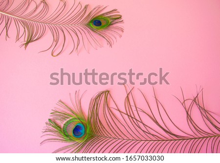 Beautiful feathers from a peacock's tail on an isolated pastel light pink background. Subject photo for design with copy space in minimal style, template for lettering or text .